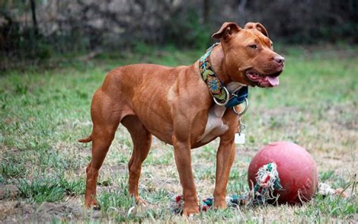 What is most common health problems for a Pit Bull?