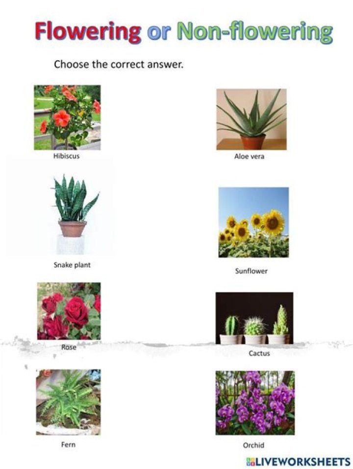 What is non-flowering plant example?