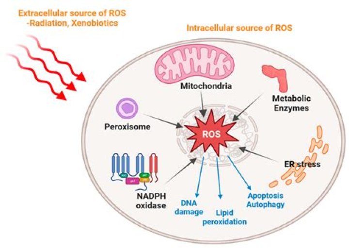 What is non oxidative metabolism?