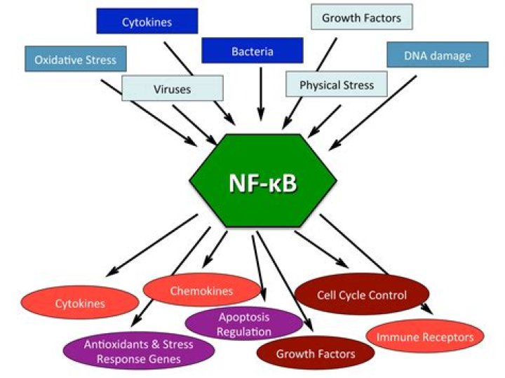 What is nuclear factor kB?