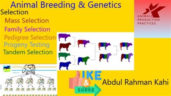 What is out breeding in animals?