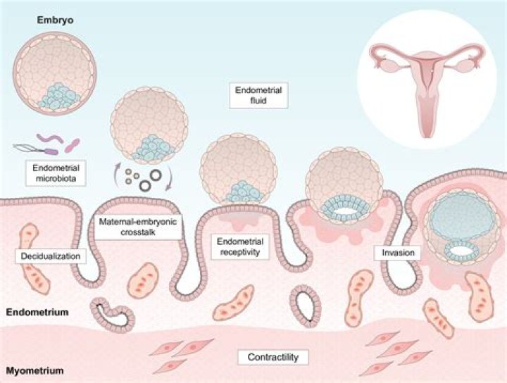 What is Periconceptional period?