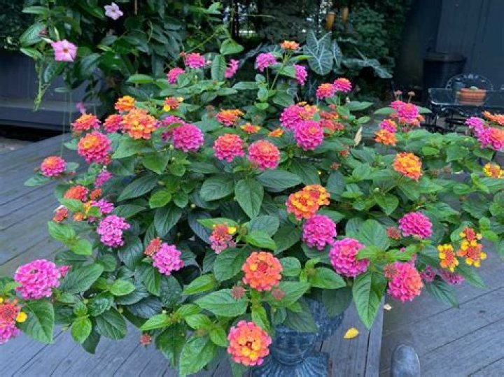 What is pink and yellow lantana called?