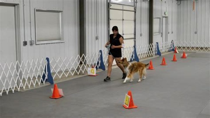 What is Rally dog training?