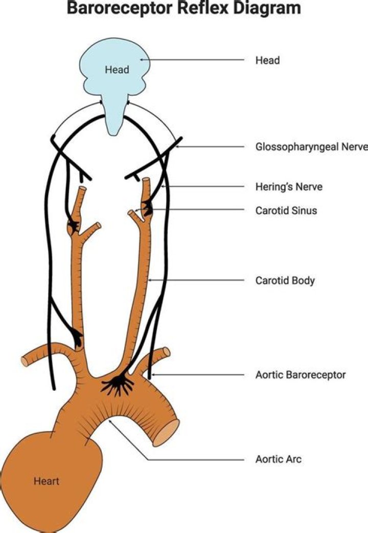 What is resetting in baroreceptor?