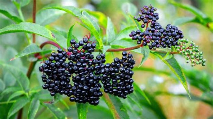What is Sambucus Black Elderberry good for?