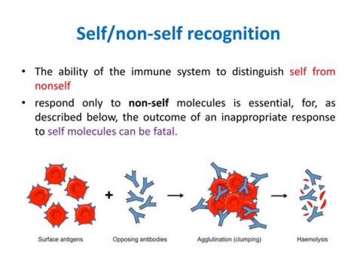 What is self nonself recognition?