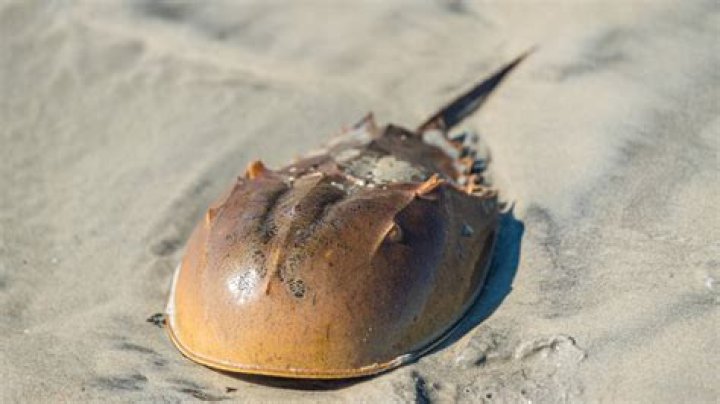 What is so special about horseshoe crab blood?