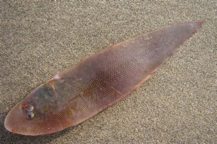 What is sole fish in the Philippines?
