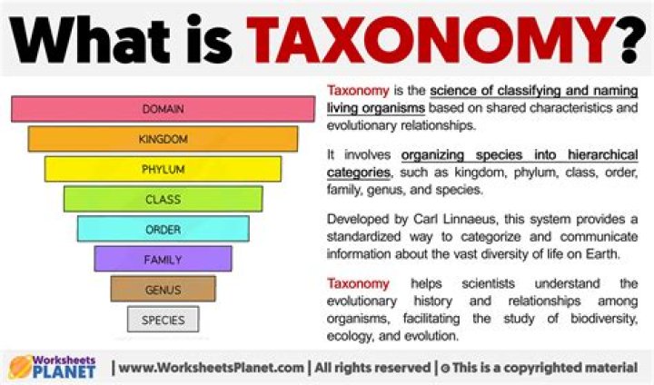 What is taxonomy dictionary definition?