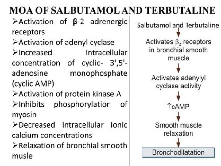 What is the action of salbutamol?