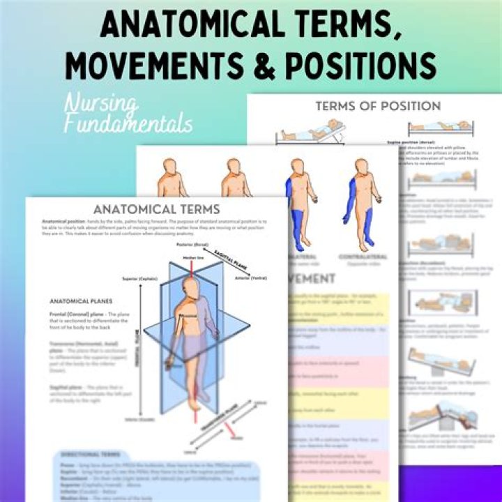 What is the anatomical position of the lungs
