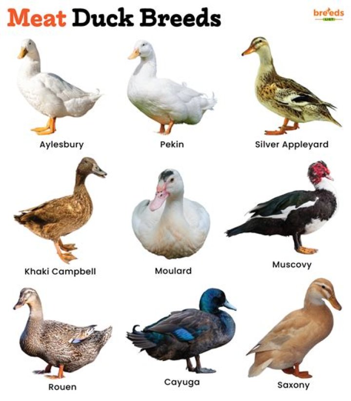 What is the best tasting meat sheep?