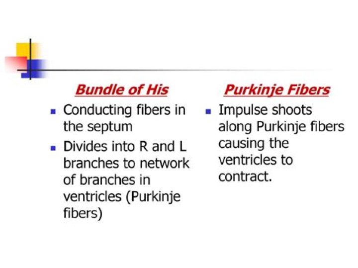 What is the bundle of His and Purkinje Fibres