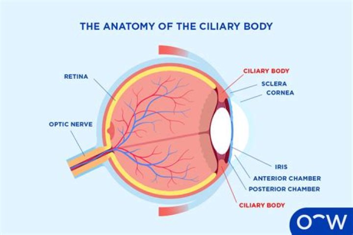 What is the ciliary body and muscle of the eye?