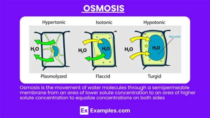 What is the definition of osmosis quiz?