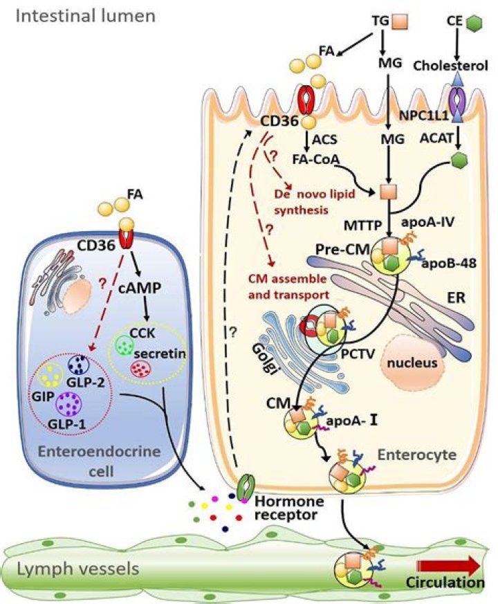 What is the DGAT1 gene?