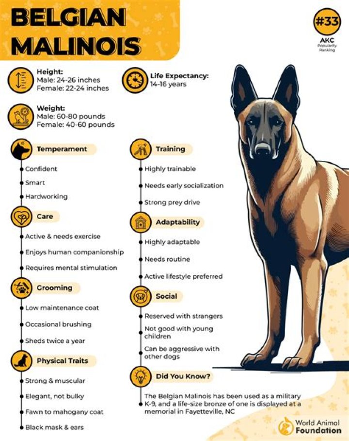 What is the difference between a Dutch Malinois and a Belgian Malinois?