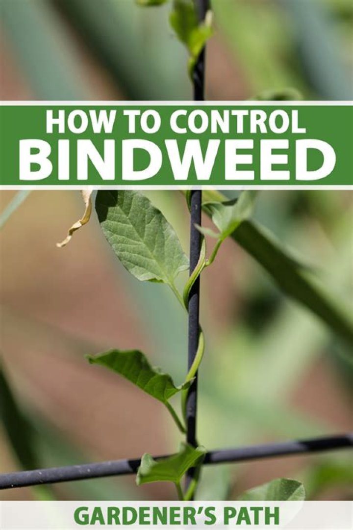What is the difference between bindweed and morning glory