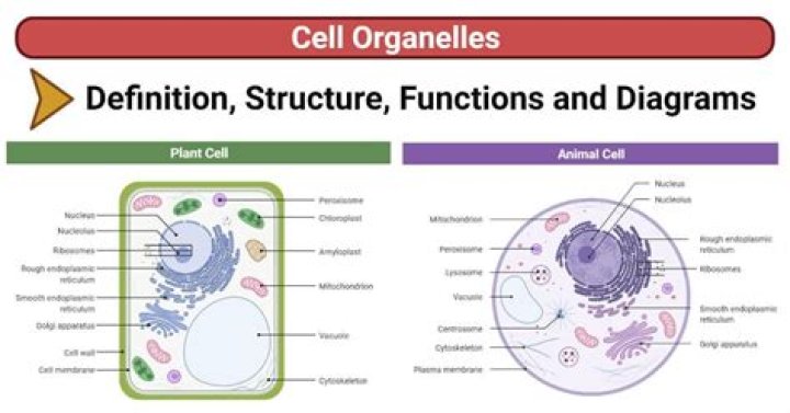 What is the difference between cells and organelles?