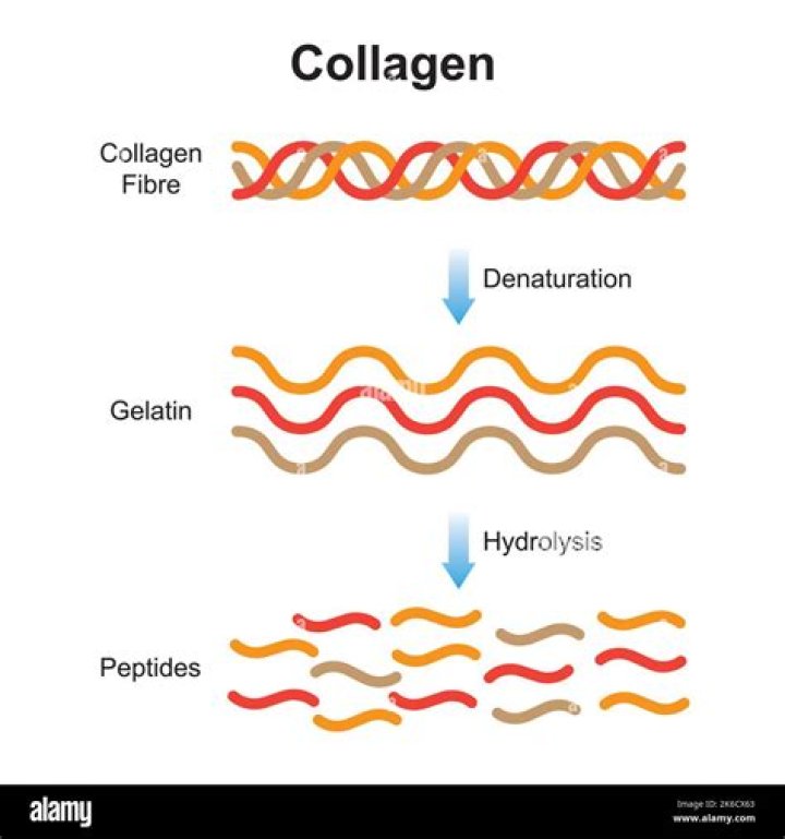 What is the difference between collagen Hydrolysate and hydrolyzed collagen?