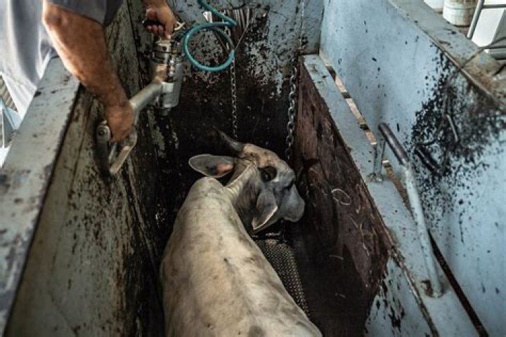 What is the difference between slaughterhouse and abattoir?