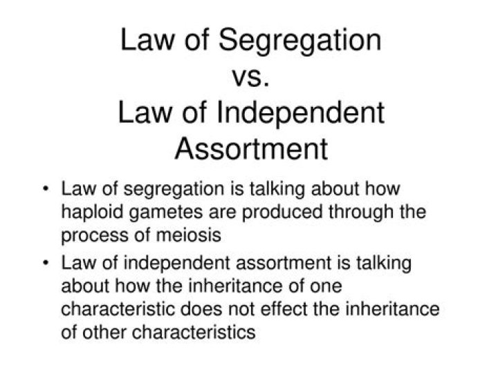 What is the difference between the Law of Segregation and the Law of Independent Assortment quizlet?