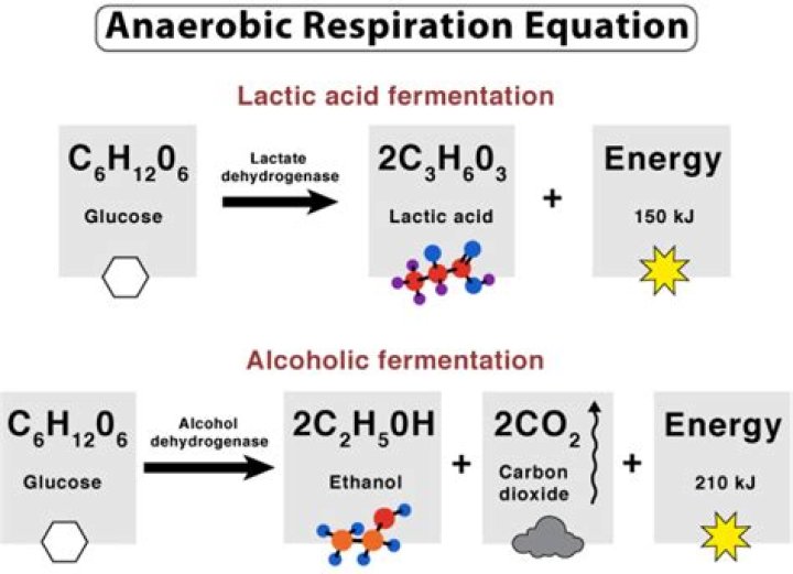 What is the equation for aerobic and anaerobic respiration?