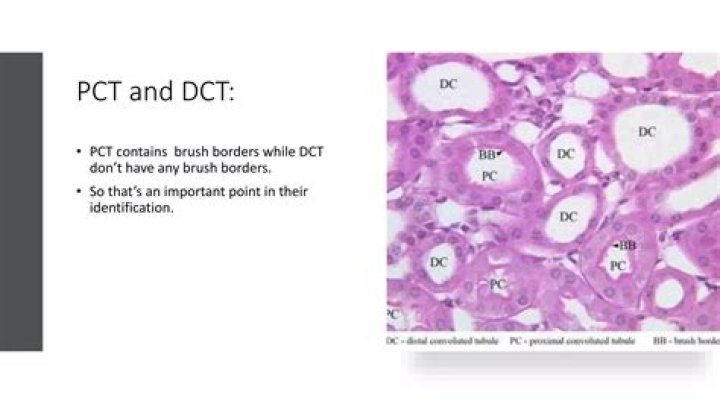 What is the full form of PCT and DCT
