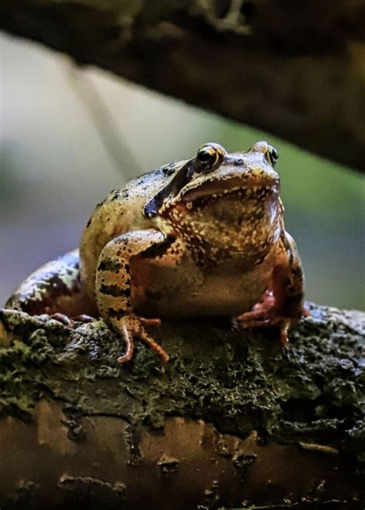 What is the full meaning of Germaine