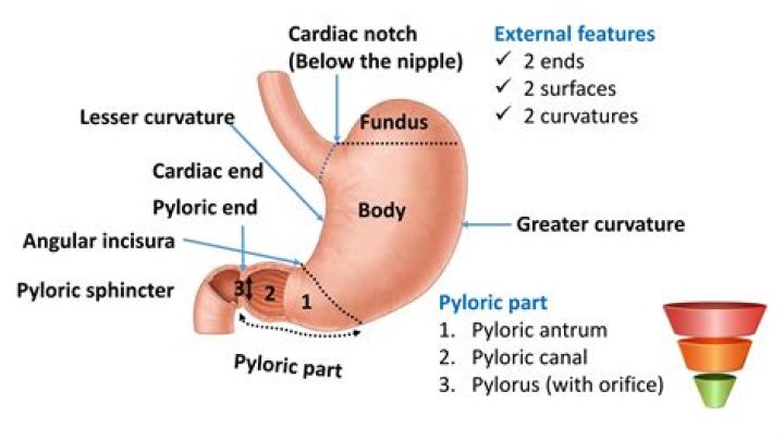 What is the function of cardiac sphincter and pyloric sphincter?