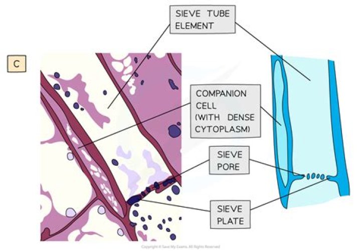 What is the function of sieve tube plate?