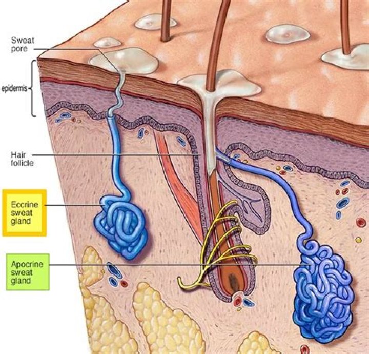 What is the function of the eccrine glands