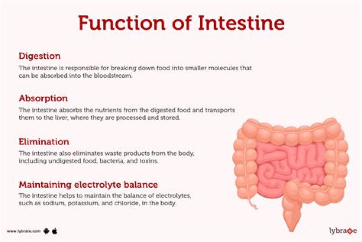 What is the function of the large intestine in a fetal pig?