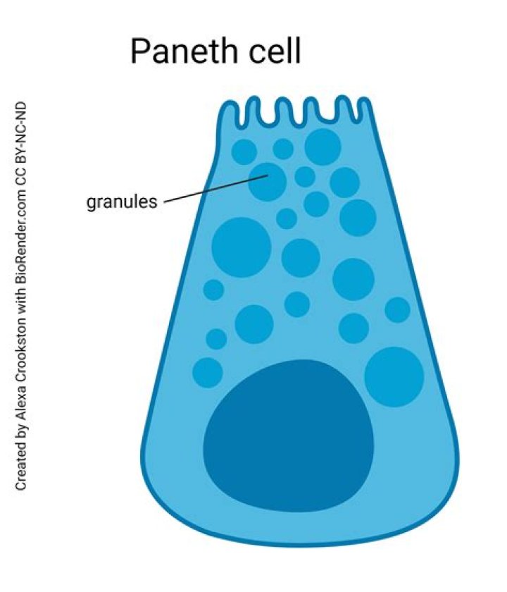 What is the function of the Paneth cells?