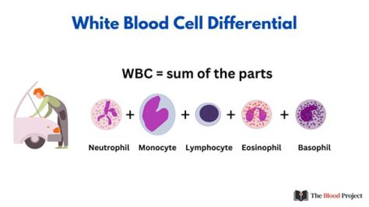 What is the function of WBC in blood