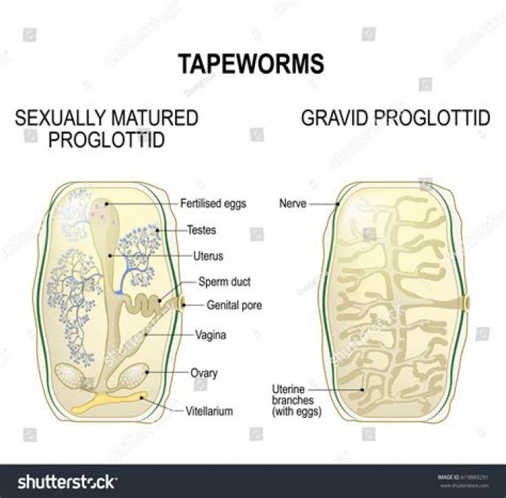 What is the gravid Proglottid