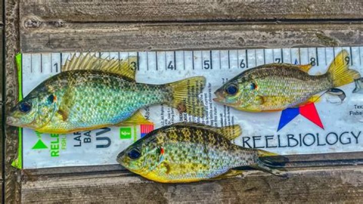 What is the habitat of a redear sunfish?