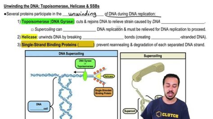 What is the job of topoisomerase?