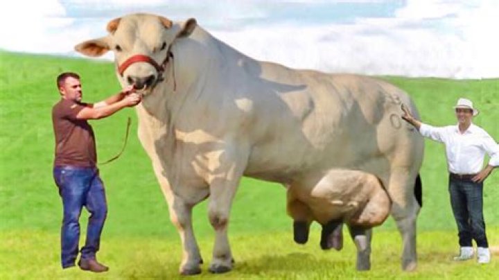 What is the largest breed of cattle?
