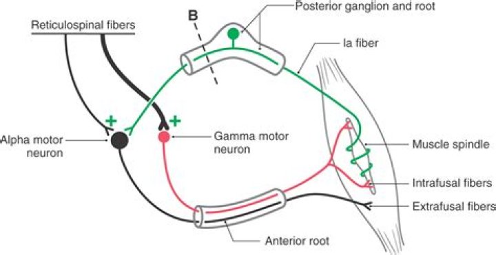 What is the major difference between alpha and gamma motor neurons?