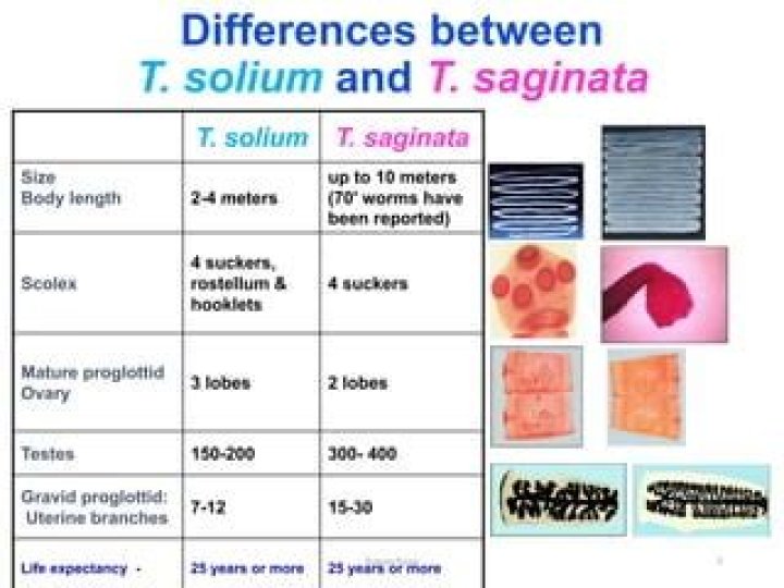 What is the major difference between Taenia saginata and Taenia solium?