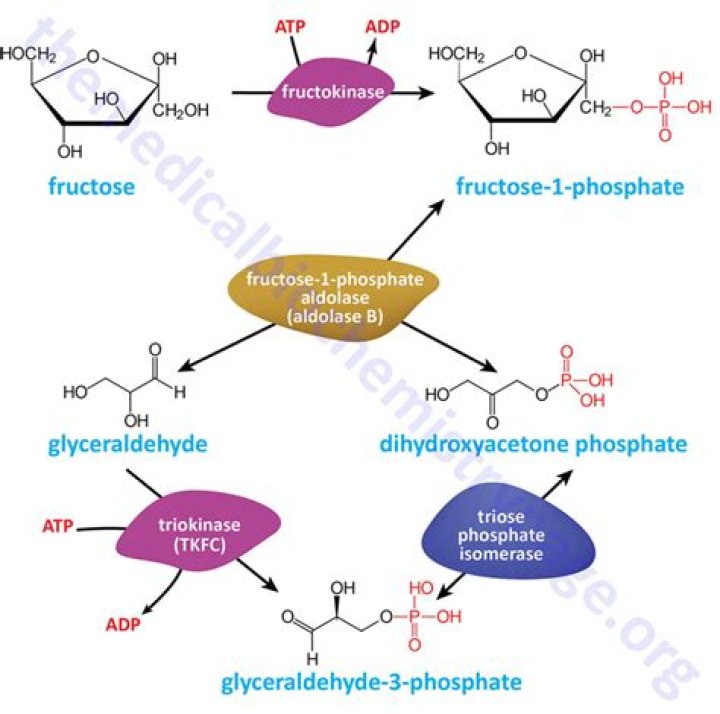 What is the metabolic pathway of fructose?