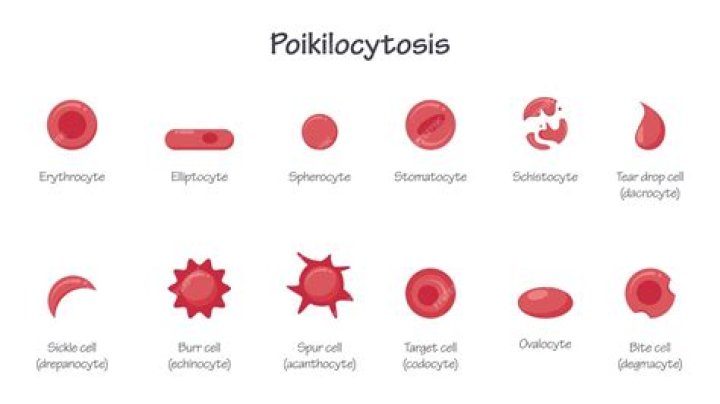 What is the morphology of erythrocytes?