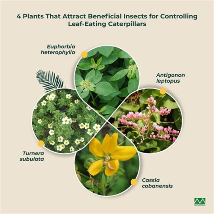 What is the most beneficial plant in the world?