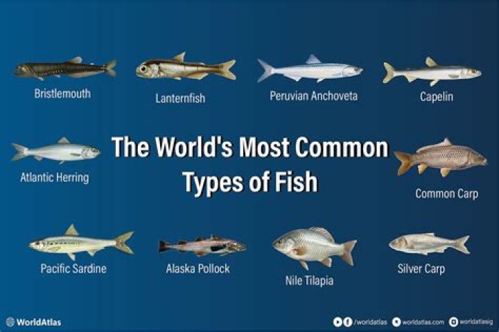 What is the most common fish fry?