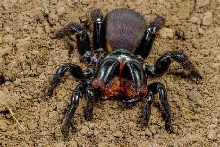 What is the most venomous spider in the world?