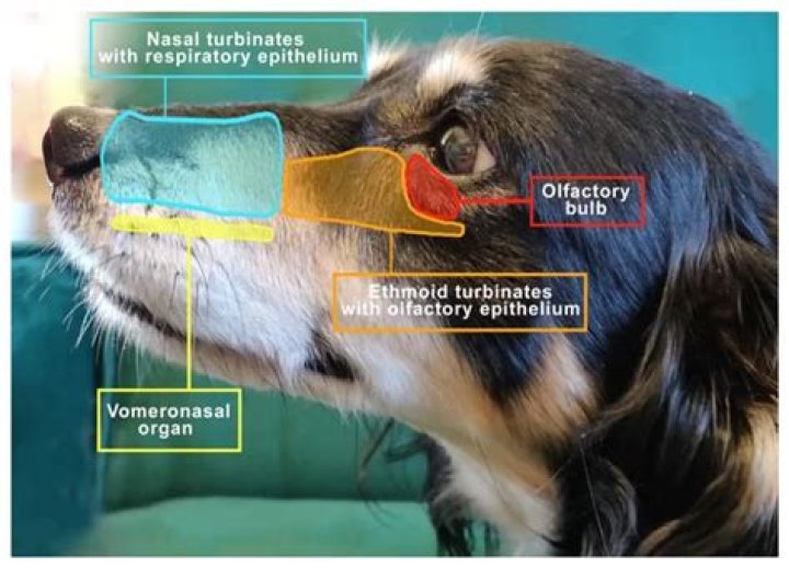 What is the olfactory bulb in dogs