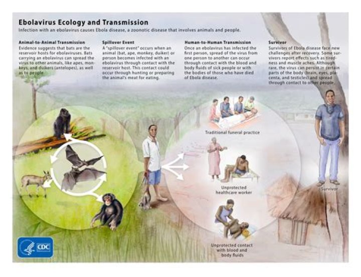 What is the origin of Ebola virus?