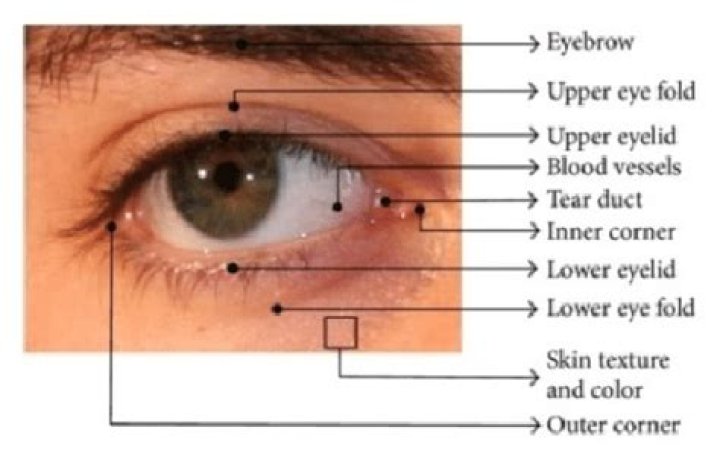 What is the periocular region?
